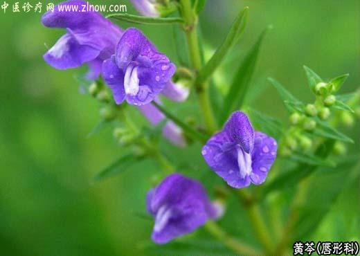 【中医诊疗网】：黄芩