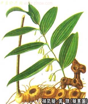 黄精的中药书图