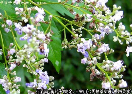 中草药名称:黄荆子