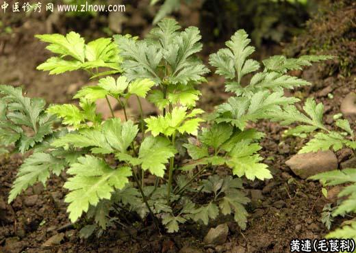 【中医诊疗网】：黄连