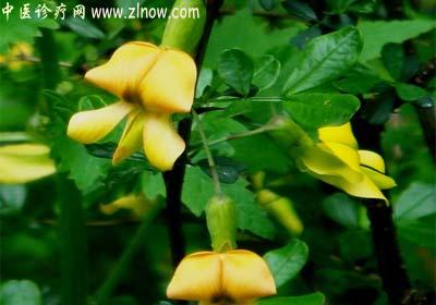 【中医诊疗网】：黄芪