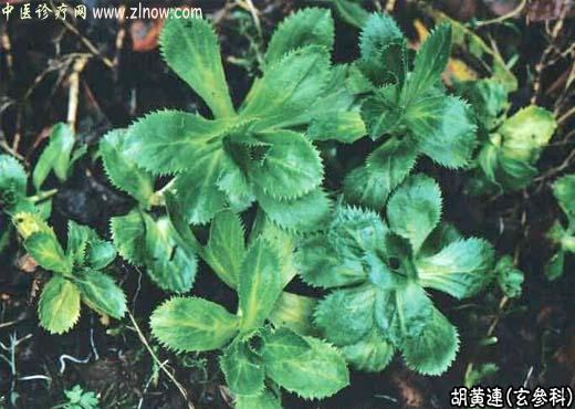 【中医诊疗网】:胡黄连(割孤露泽)【玄参科】