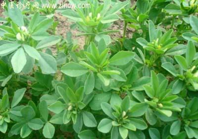 【中医诊疗网】：葫芦巴