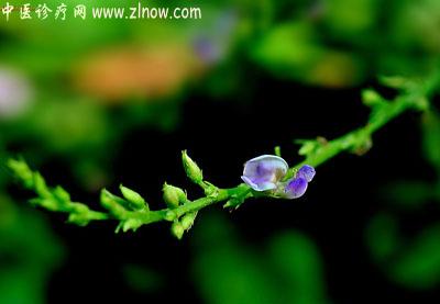 【中医诊疗网】：葫芦茶