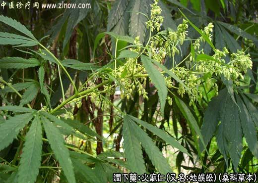 【中医诊疗网】:火麻仁