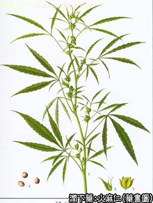 火麻仁的中药书图