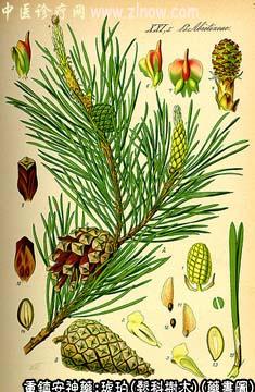 琥珀的中药书图