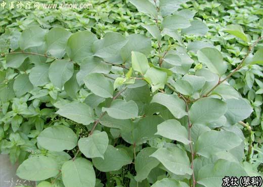 【中医诊疗网】:虎杖