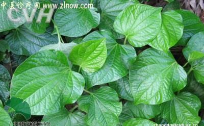 【中医诊疗网】：假蒟