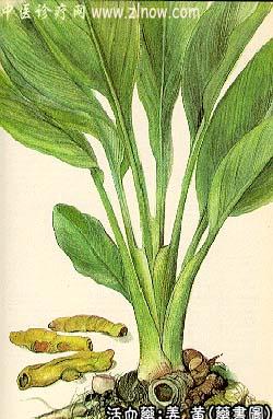 姜黄的中药书图