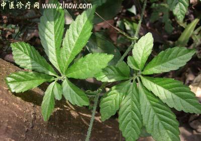 【中医诊疗网】:绞股蓝