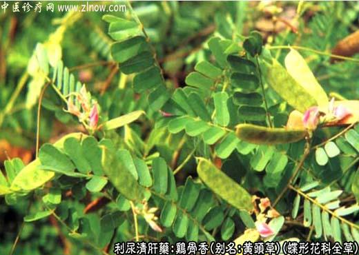 中草药名称：鸡骨草