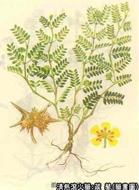 蒺藜的中药书图