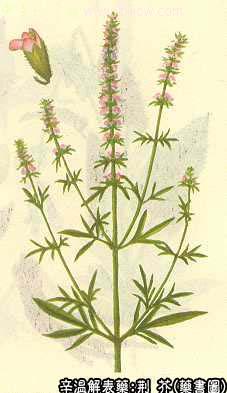 荆芥的中药书图