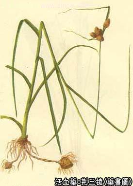 荆三棱的中药书图