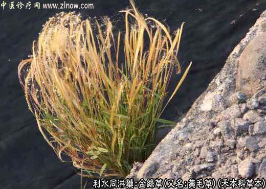 【中医诊疗网】：金丝草