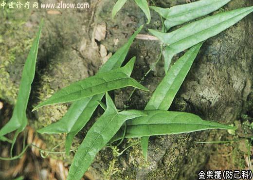 【中医诊疗网】：金果榄