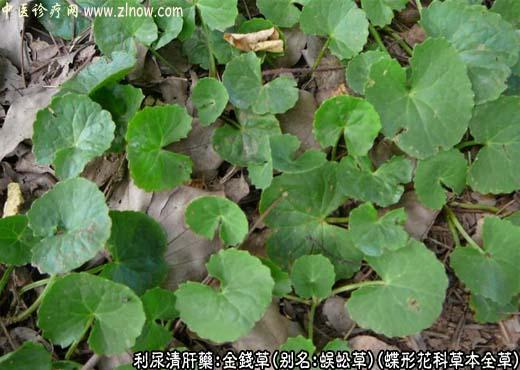 中草药名称：金钱草