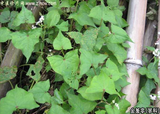【中医诊疗网】:金荞麦