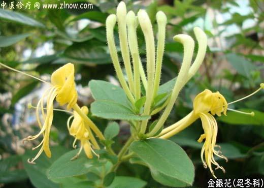 【中医诊疗网】:金银花