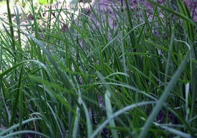 【中医诊疗网】:韭菜子