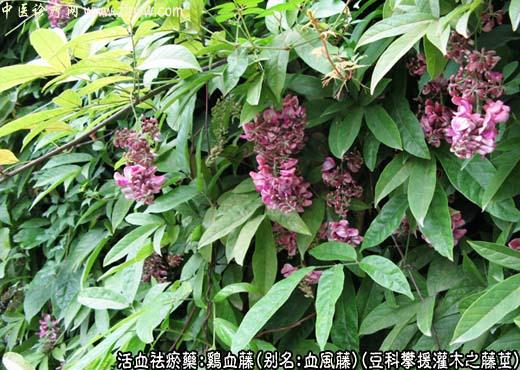 【中医诊疗网】：鸡血藤