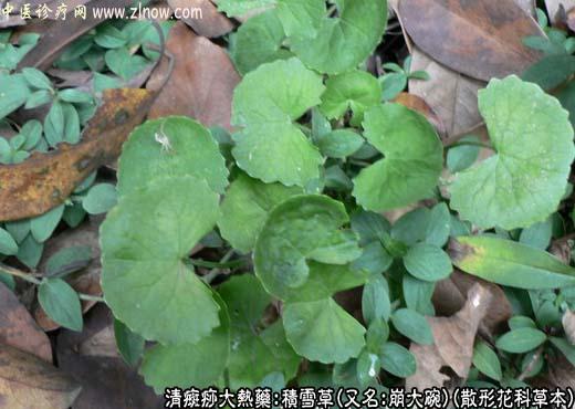 【中医诊疗网】：积雪草