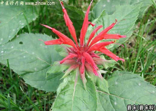 【中医诊疗网】:爵床(鸟尾花)
