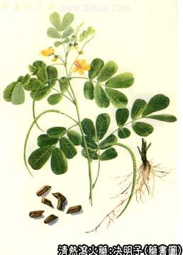 决明子的中药书图