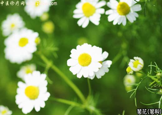 【中医诊疗网】：菊花