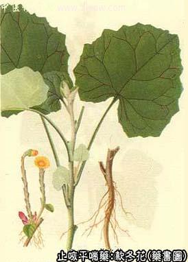 款冬花的中药书图