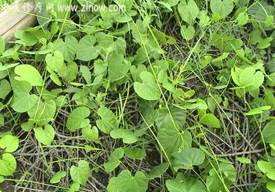 【中医诊疗网】：宽筋藤