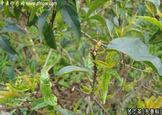 【中医诊疗网】：苦丁茶