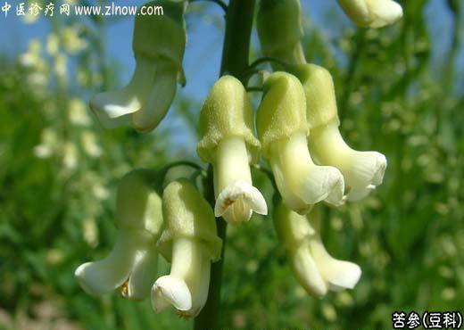 【中医诊疗网】：苦参