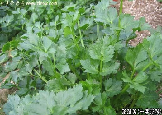 【中医诊疗网】：莱菔英(萝卜缨)