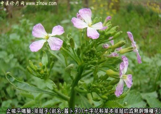 莱菔子图片