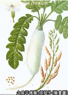 莱菔子的中药书图
