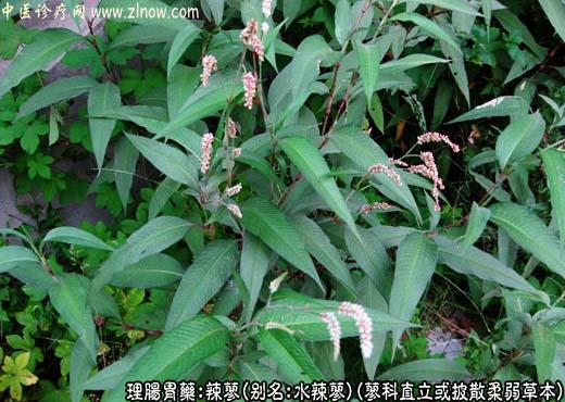 【中医诊疗网】:辣蓼