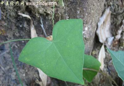 【中医诊疗网】：老鼠拉冬瓜