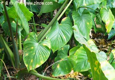 【中医诊疗网】：簕茨菇