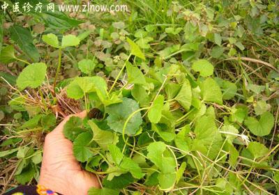 【中医诊疗网】:雷公果