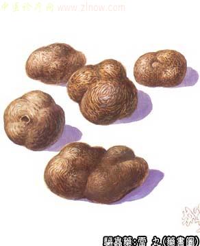 雷丸的中药书图