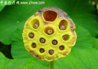 【中医诊疗网】：莲子