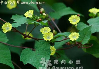 【中医诊疗网】：篱栏