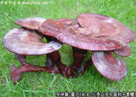 中药名称大全:灵芝