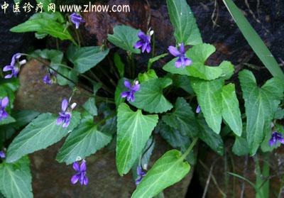 【中医诊疗网】：犁头草