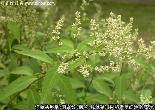 【中医诊疗网】:刘寄奴