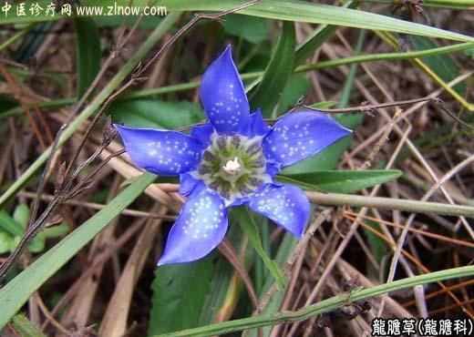 【中医诊疗网】:龙胆草