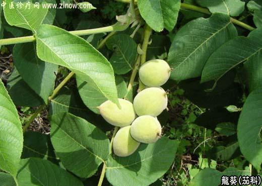 【中医诊疗网】:龙葵