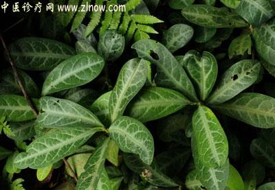 【中医诊疗网】：龙脷叶